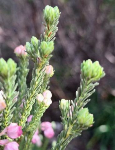 Erica baccans new stem-tip growth